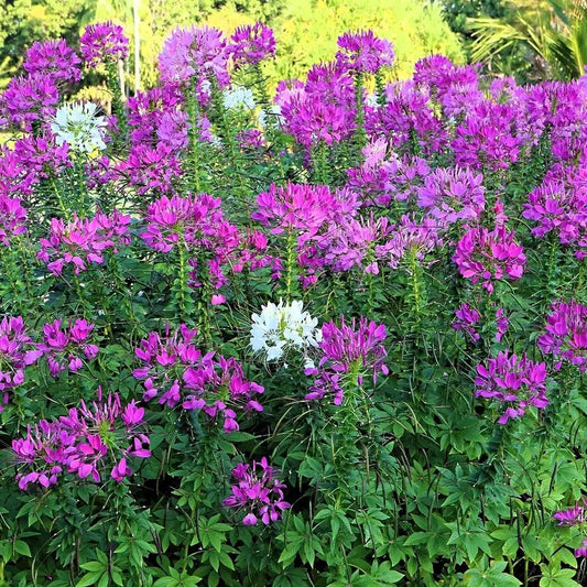 200 Cleome - Violet Queen Seeds