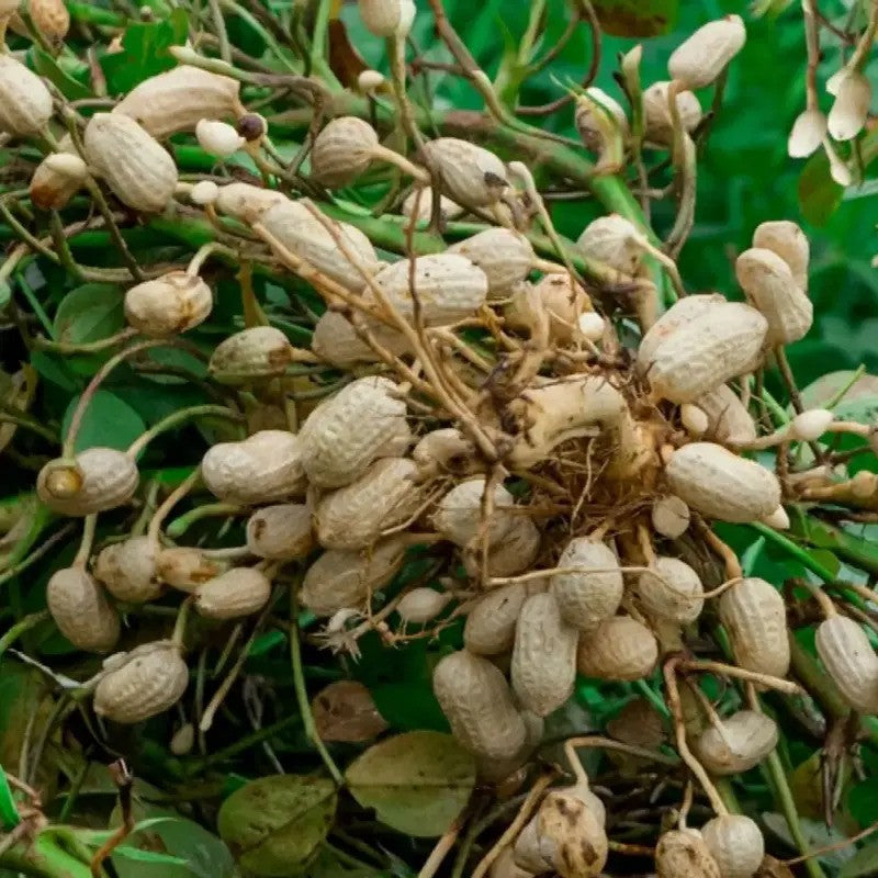 Virginia Jumbo Peanut Seeds – NON-GMO High-Yield Heirloom Variety