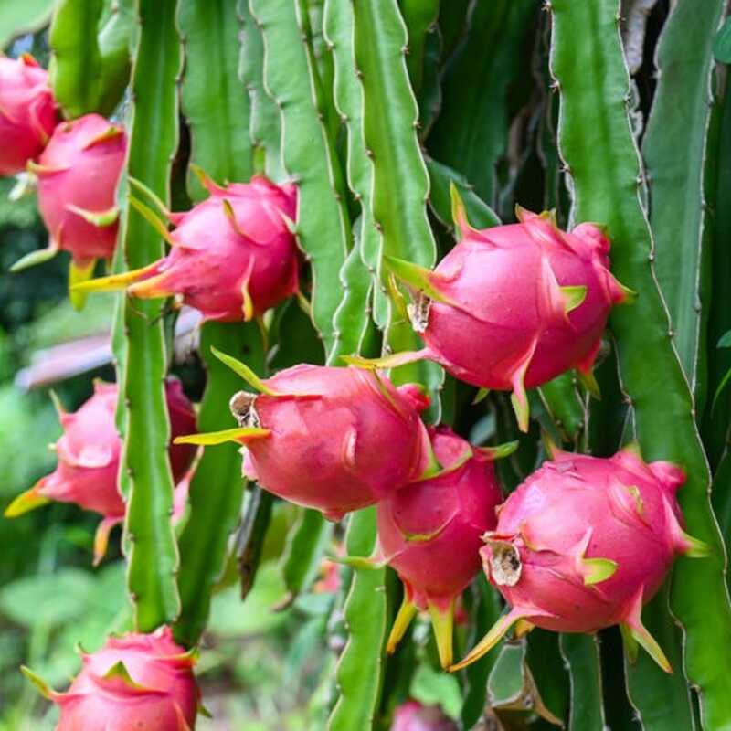 Pink dragon fruits on a green cactus plant