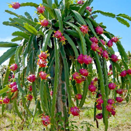 Dragon fruit plant with pink flowers against a blue sky
