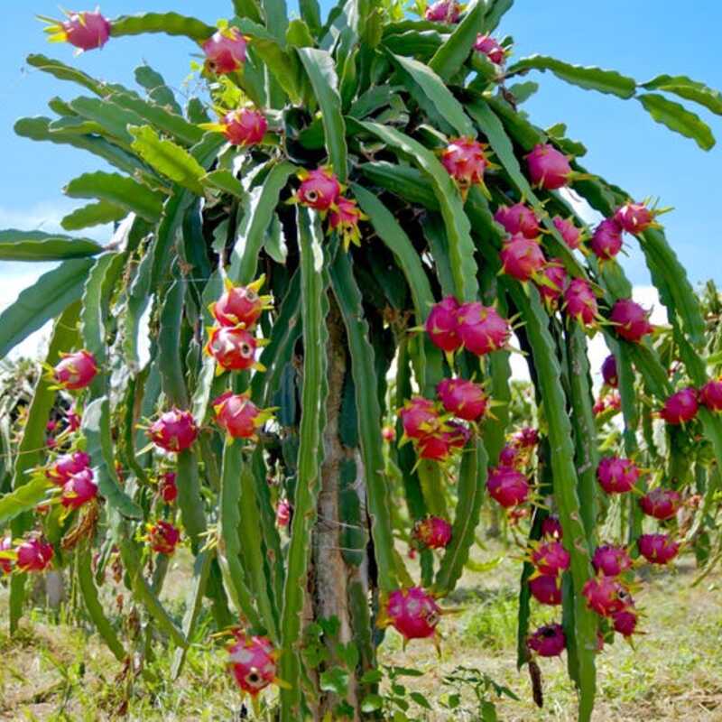 Dragon fruit plant with pink flowers against a blue sky