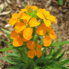 1200 Wallflower Siberian Seeds