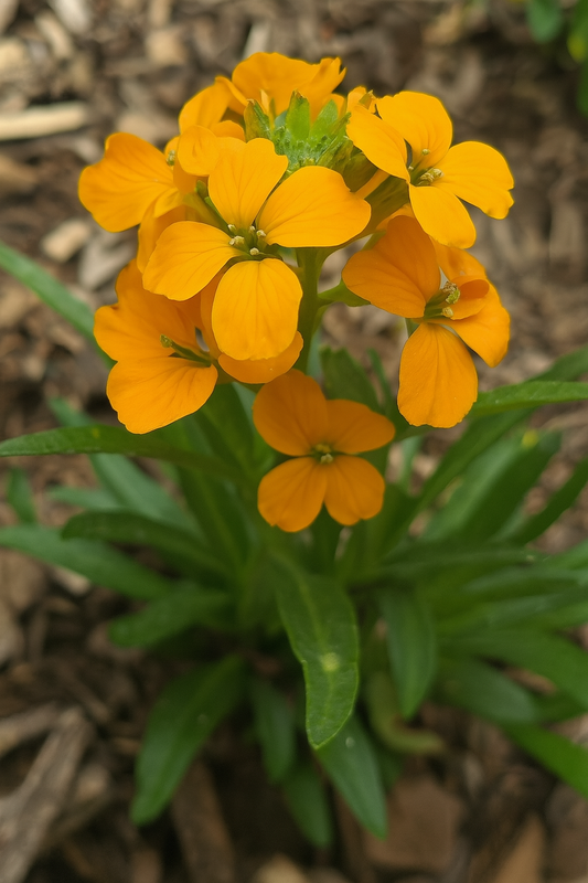 Wallflower Siberian Seeds