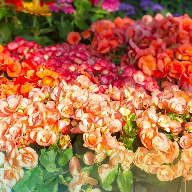 Warm Glow Mix Begonias with vibrant double blooms, perfect for containers, hanging baskets, borders, and shade gardens. Seed World