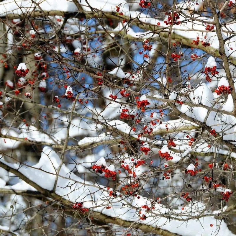 50 Washington Hawthorn Tree Seeds – Crataegus phaenopyrum