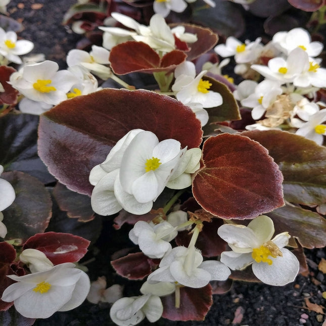 Wax White Begonia Seeds – White Begonia Flowers with Bright Yellow Centers and Bronze Foliage, Compact Bedding Plant for Containers, Borders and Garden Beds. Seed World