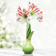 Waxed Amaryllis Flower Bulb with Stand - No Water Needed