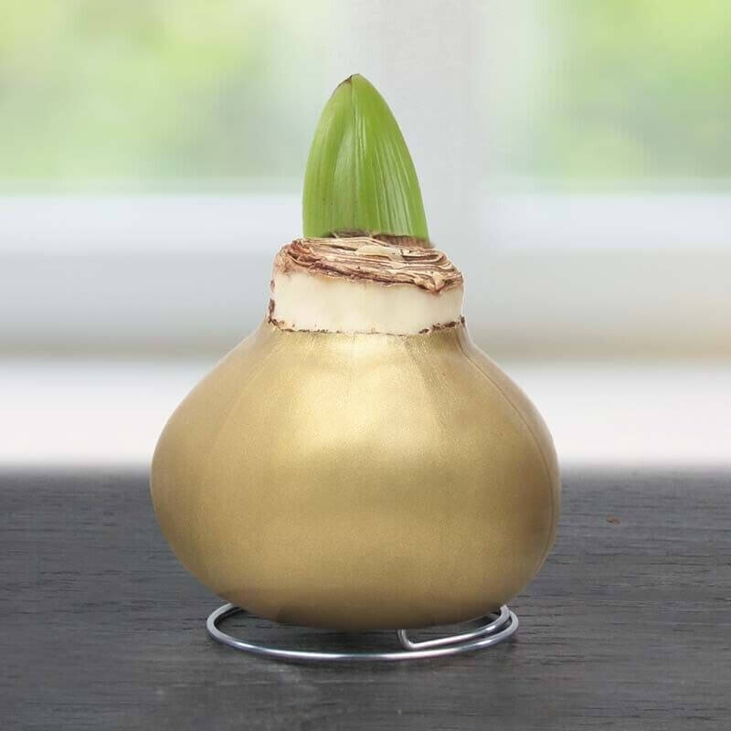 Waxed Amaryllis Flower Bulb with Stand - No Water Needed