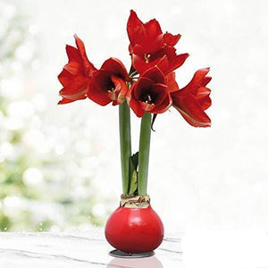 Waxed Amaryllis Flower Bulb with Stand - No Water Needed
