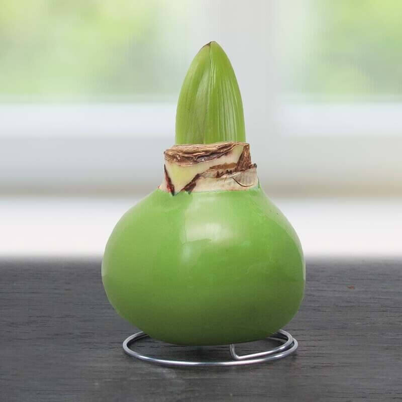 Waxed Amaryllis Flower Bulb with Stand - No Water Needed