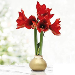 Waxed Amaryllis Flower Bulb with Stand - No Water Needed