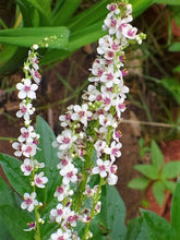 50 Wedding Candles Verbascum Seeds