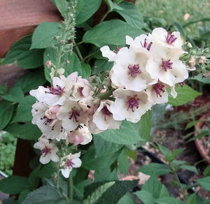 50 Wedding Candles Verbascum Seeds