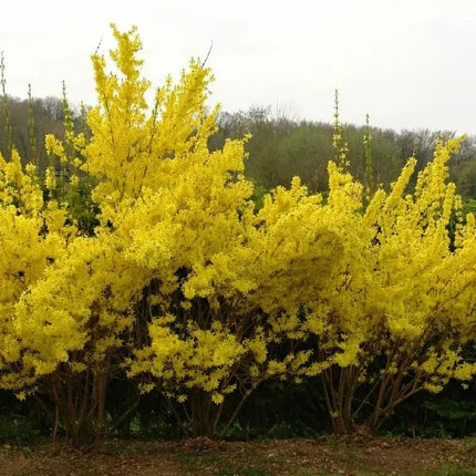 20 Weeping Forsythia Seeds – Golden Spring Flowering Shrub