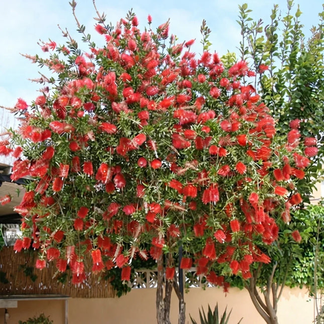 Weeping Bottlebrush tree covered in vibrant red bottlebrush flowers, a striking ornamental flowering tree ideal for gardens, landscapes, and attracting pollinators. Seed World