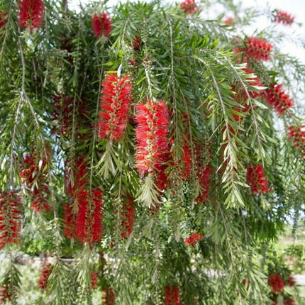 500 Weeping Bottlebrush Tree Seeds – Callistemon Viminalis | Tropical Flowering Tree