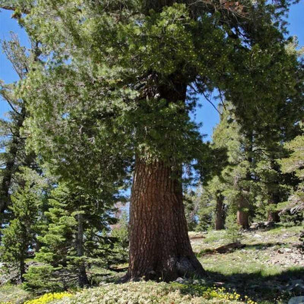 Large tree in a forest with a clear blue sky
