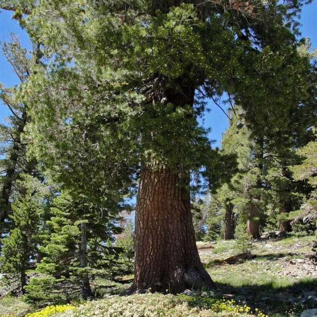 Large tree in a forest with a clear blue sky