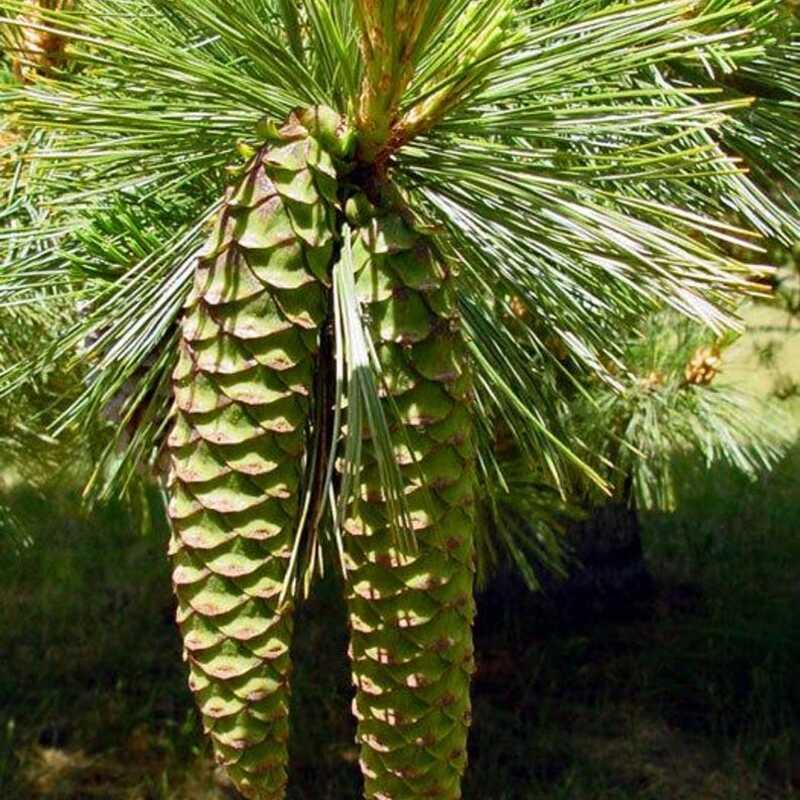 Close-up of a pine cone on a pine branch with green needles.