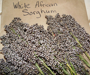 30 White African Sorghum Seeds