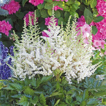 25 White Astilbe Flower Seeds