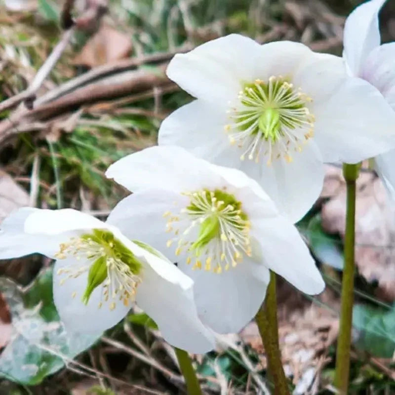 Close-up of white flowers with green centers on a natural background