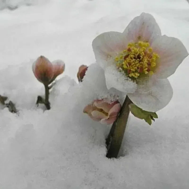 Flower with snow on a white background