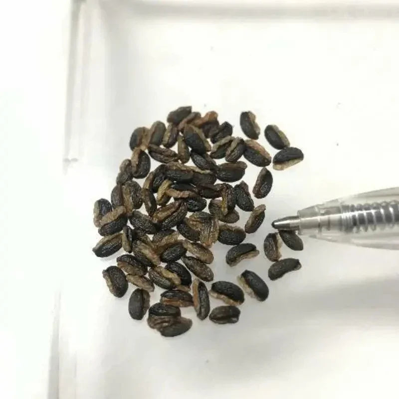 Black seeds on a white background with a pen
