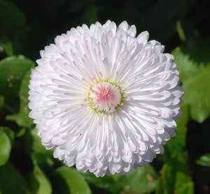 500 White English Daisy - Bellis Perennis Seeds