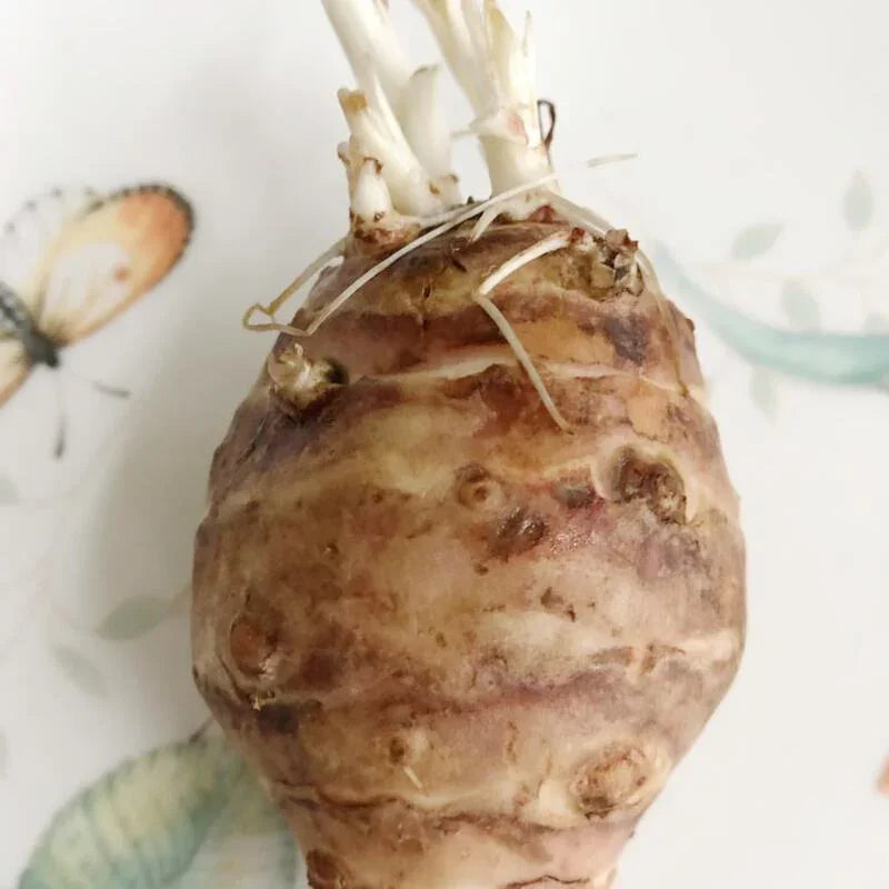 Close-up of a turnip with roots on a white background