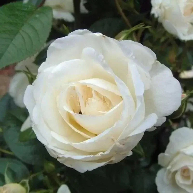 Close-up of a white rose with green leaves in the background