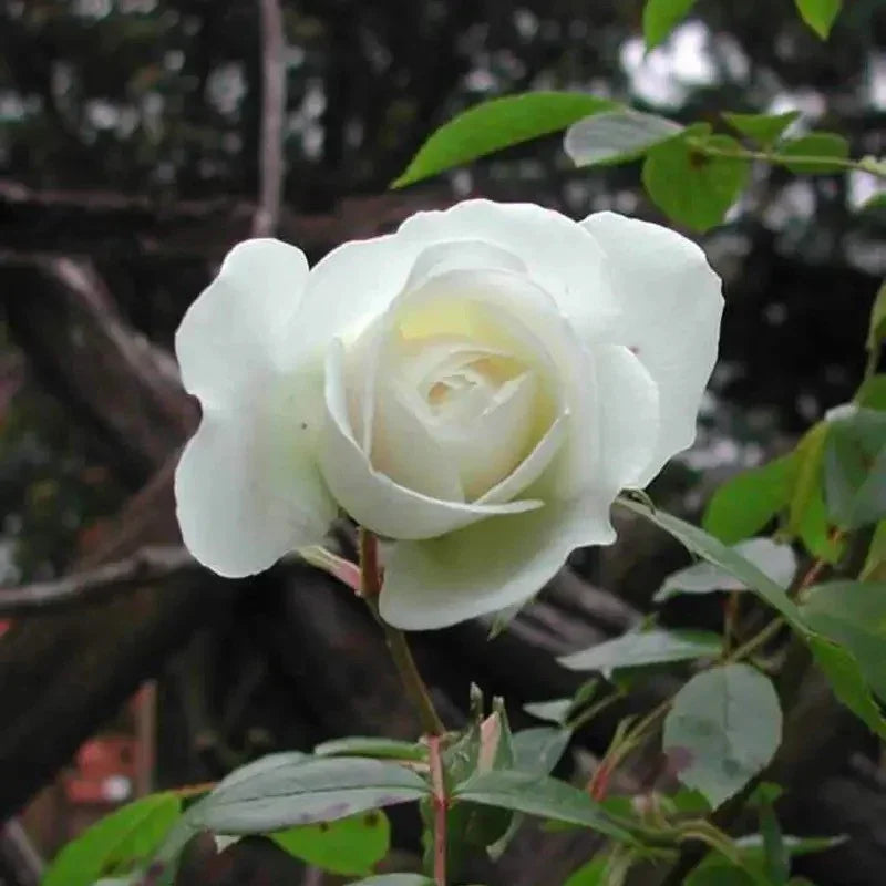 White rose with green leaves against a blurred natural background