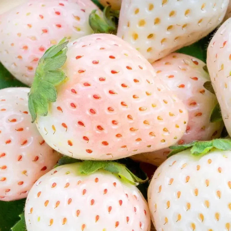 100 White Soul Strawberry - Fragaria Vesca Seeds