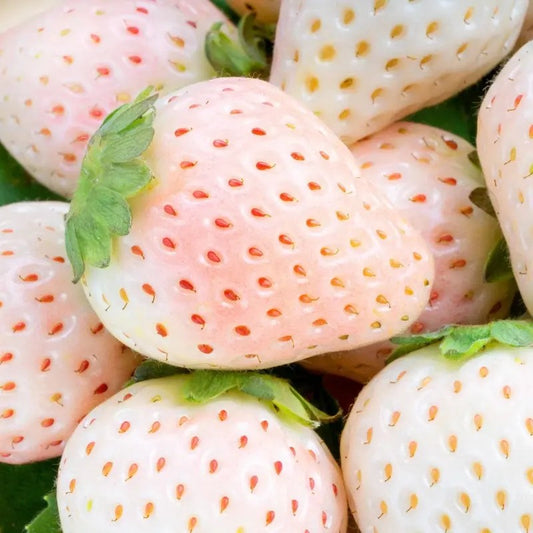 100 White Soul Strawberry - Fragaria Vesca Seeds