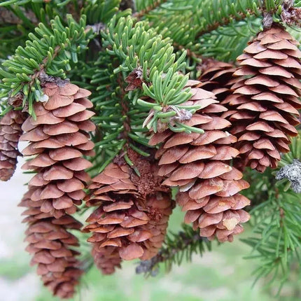 20 White Spruce Bonsai Seeds – Picea glauca