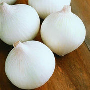 200 White Sweet Spanish Onion Seeds