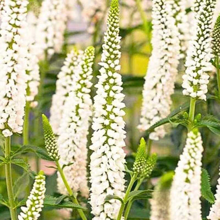 White flower spikes with green leaves against a blurred natural background
