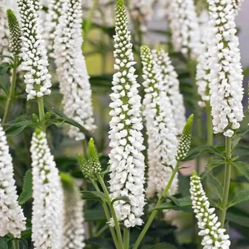 White flower spikes with green leaves against a blurred natural background