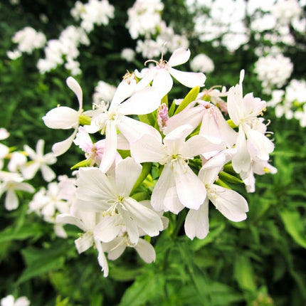 White Beauty Soapwort with clusters of delicate white flowers and soft pink buds, a charming perennial ideal for cottage gardens, borders, and pollinator-friendly landscapes. Seed World