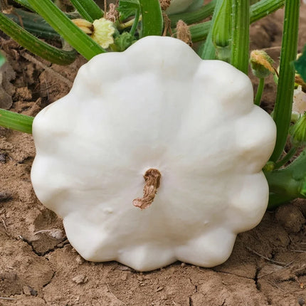 25 White Bush Scallop Squash Seeds – Heirloom Summer Squash Variety