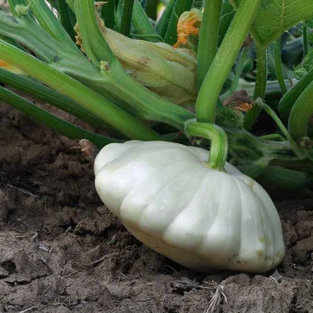 25 White Bush Scallop Squash Seeds – Heirloom Summer Squash Variety