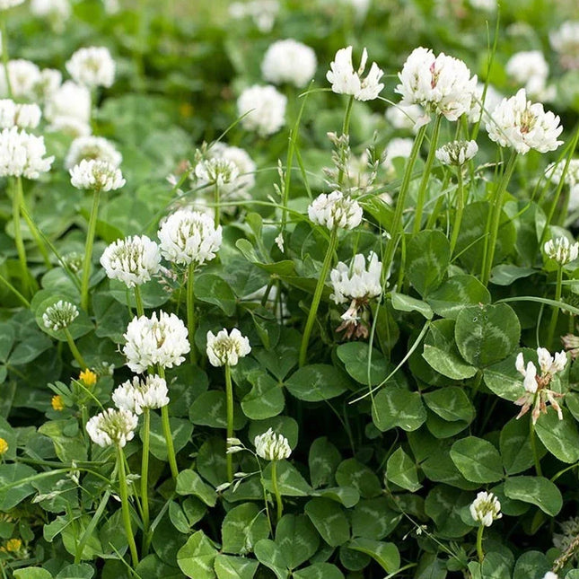 White Dutch Clover Cover Crop Seeds