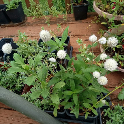 50 White Globe Amaranth Seeds – Gomphrena Globosa White Flower