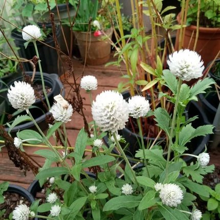 White Globe Amaranth with bright white globe-shaped blooms and green foliage. Seed World