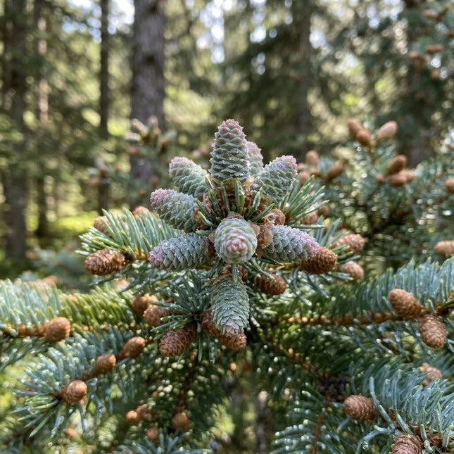 50 White Spruce Bonsai Seeds – Picea glauca