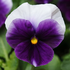 White & Violet