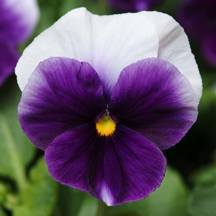 50 Pansy Seeds – Colorful Viola Garden Flowers | Easy Growing Blooms