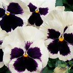 White with Purple Blotch