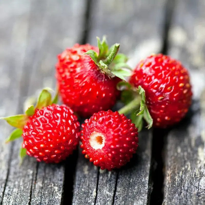 200 Wild Red Strawberry Seeds - Fragaria Vesca