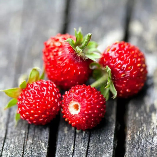 200 Wild Red Strawberry Seeds - Fragaria Vesca
